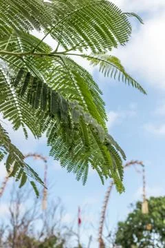 Tropical tree on a blue sky background. Paradise island of Bali, Indonesia. Stock Photos