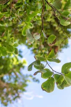 Tropical tree on a blue sky background. Paradise island of Bali, Indonesia. Stock-Fotos