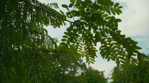 Tropical tree branches and green leaves against sky Stock Footage 320109888