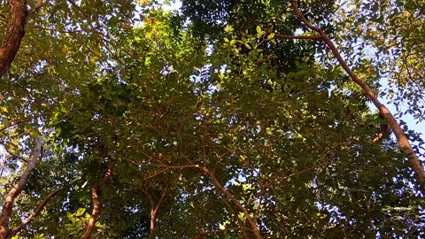 Tropical tree branches with green leaves and blue sky Vídeo Stock 331658693