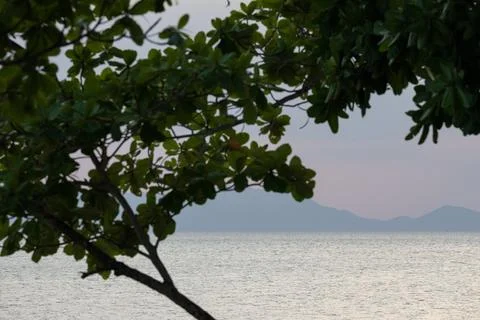 Tropical tree branches over Klong Muang Beach sea 库存照片