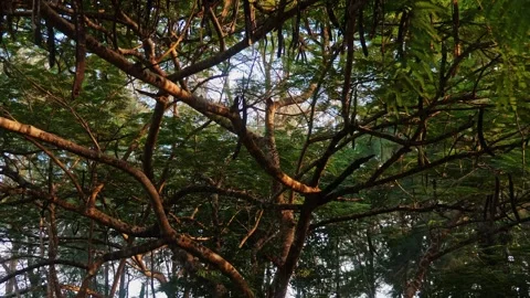 Tropical tree branches with seed pods in golden hour sunlight Video stock 334230759