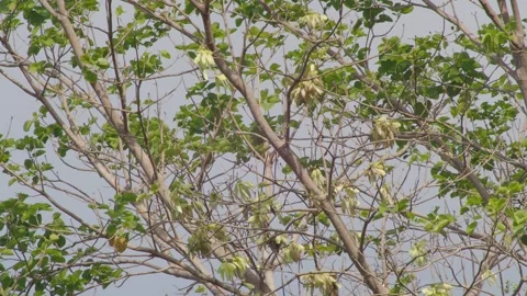Tropical Tree Branches with Yellow Flowers Moving in Wind Against Sky Stock-Footage 333726296