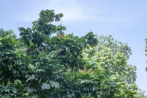 Tropical Tree Canopy with Clear Blue Sky Stock Photos