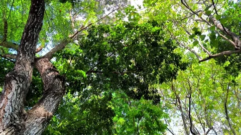 Tropical tree canopy. Stock Footage 337592315