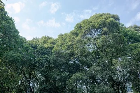 Tropical Tree Canopy Framing a Bright Blue Sky Stock Photos