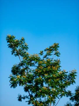 Tropical tree canopy with small yellow flowers blooming on green feathery b.. Foto stock