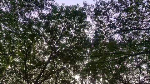 Tropical Tree Canopy with Sunlight Filtering Through Leaves Stock Footage 319375569