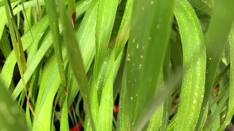 Tropical tree with carp fish or koi fish in clean water Stock Footage 251720727