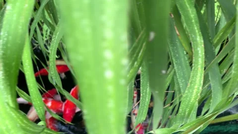 Tropical tree with carp fish or koi fish in clean water Stock Footage 251720731