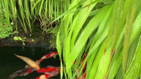 Tropical tree with carp fish or koi fish in clean water Stock Footage 251720732