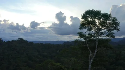 Tropical tree crown against cloudscape with tropical forest in the background Stock Footage 165835231