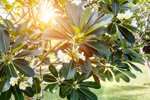 Tropical tree flowers, background. Stock Photos
