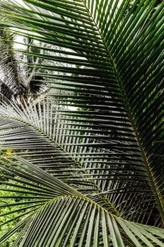 Tropical tree flowers, background. Stock Photos