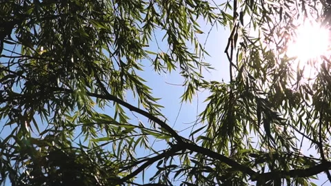 TROPICAL TREE Video stock 188131917