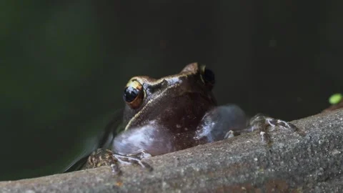 Tropical Tree Frog Calling at Night Close Up Видео 334904630