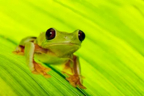 Tropical tree frog Stock Photos