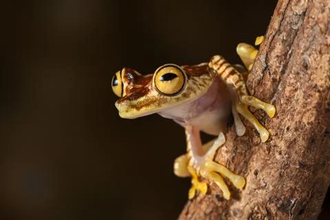 Tropical tree frog Stock Photos