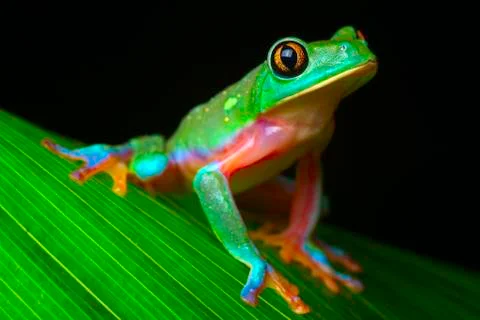 Tropical tree frog Stock Photos