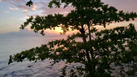 Tropical tree in front of pink and purple sunset with boat on the water 4k 60fps Stock Footage 154650182