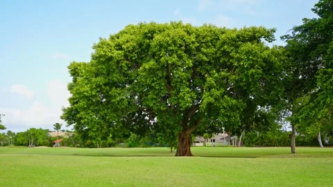 Tropical tree on a green grass lawn. A picnic on the grass in a city park. Stock Footage 341878724