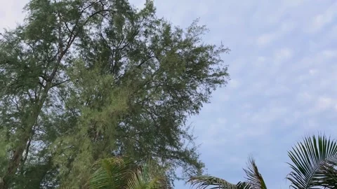 Tropical Tree with Green Leaves by Sandy Shore under Clear Blue Sky Stock Footage 318949795