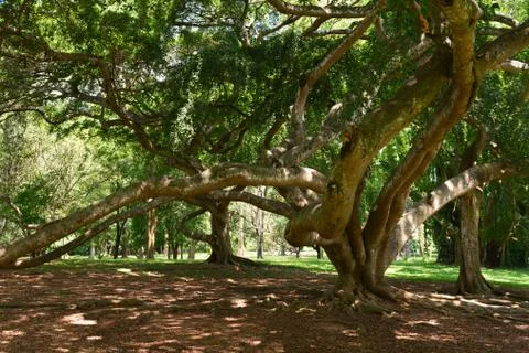 Tropical tree with huge branches Stock Photos