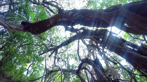 Tropical tree in India Stockbeeldmateriaal 61237077