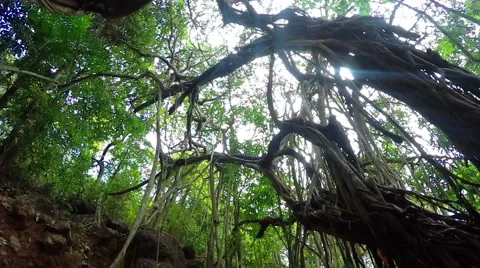 Tropical tree in India Video stock 62232229