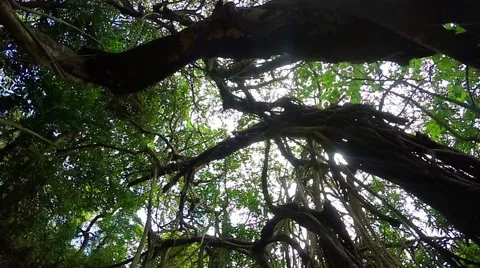 Tropical tree in India Stock Footage 62987303