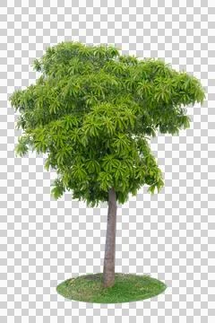 Tropical tree isolated on no background with clipping path for garden design. 库存照片