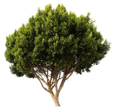 Tropical tree isolated on white background Stock Photos