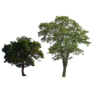 Tropical tree isolated on white background Stock Photos