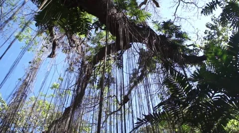 Tropical tree in the jungle. Philippines. Stock Footage 51221670