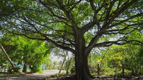 Tropical Tree in Key Biscayne, Florida Stock Footage 237399706