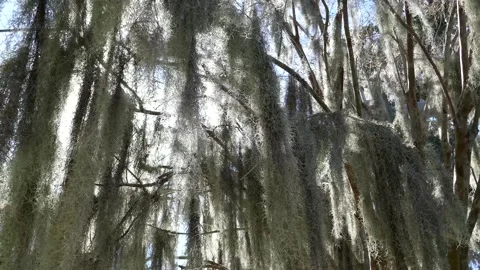 Tropical tree with large clusters of old mans beard lichens blowing in wind Stock Footage 331152565