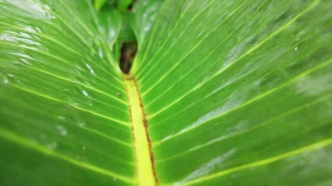 Tropical Tree Leaf Stock Footage 307933627