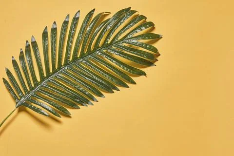 Tropical tree leaf Stock Photos