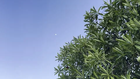Tropical Tree Leaves Against Clear Blue Sky  Thailand 4K HDR Natural Stock Footage 335698188