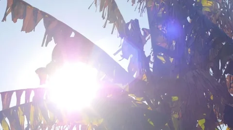 Tropical Tree Leaves Video stock 40723369