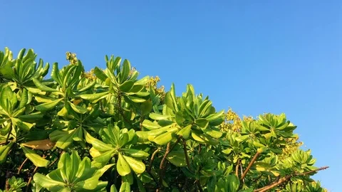 Tropical tree leaves Stock Footage 76150548