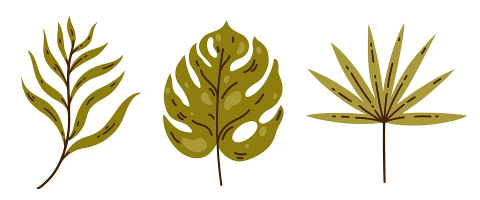 Tropical tree leaves vector set. Hand drawn exotic plant with veins Stock Illustration