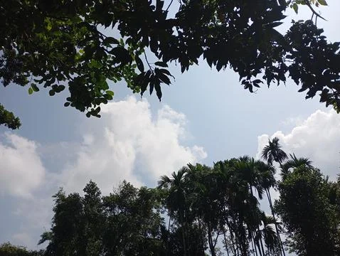 Tropical Tree Line Under White Clouds and Blue Sky Stock Photos