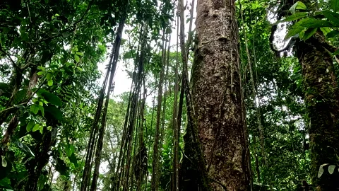 Tropical tree with many vines growing down, nature background Vídeos de archivo 336933674