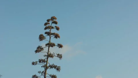 Tropical tree moving, HD Stock Footage 147351116