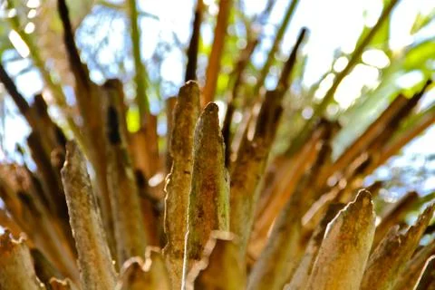Tropical Tree Neck Stock Photos