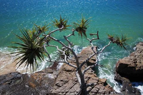 Tropical tree overhang Stock Photos