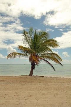 Tropical tree Stock Photos