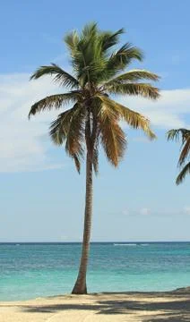 Tropical tree Foto stock