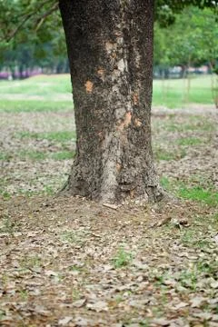 Tropical tree Stock Photos